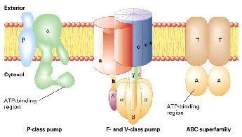 domains pump small molecules V-type (vacuolar)