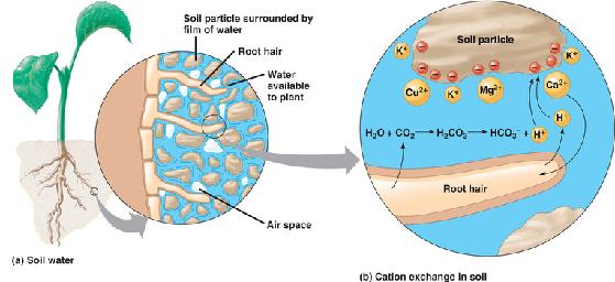 conformation E conformation Ca+ Soil particle