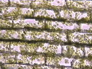 -- plasmolysis hypoosmotic -- turgid Water potential moves from