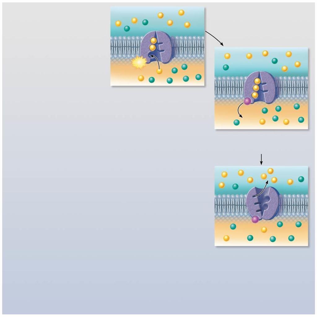 Focus Figure 3.1 Primary active transport is the process in which solutes are moved across cell membranes against electrochemical gradients using energy supplied directly by ATP.