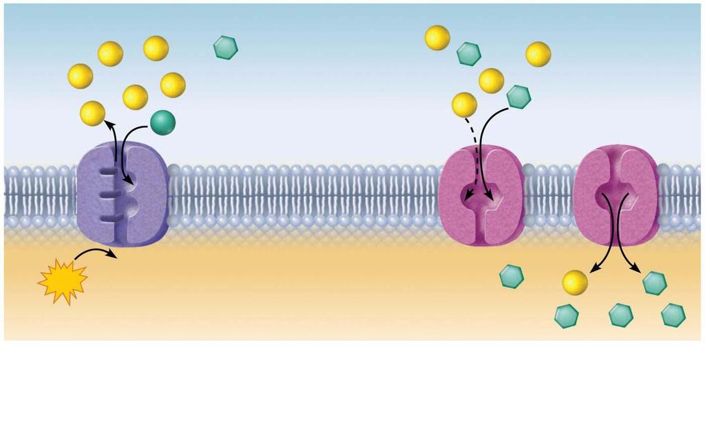 Figure 3.10 Secondary active transport is driven by the concentration gradient created by primary active transport.
