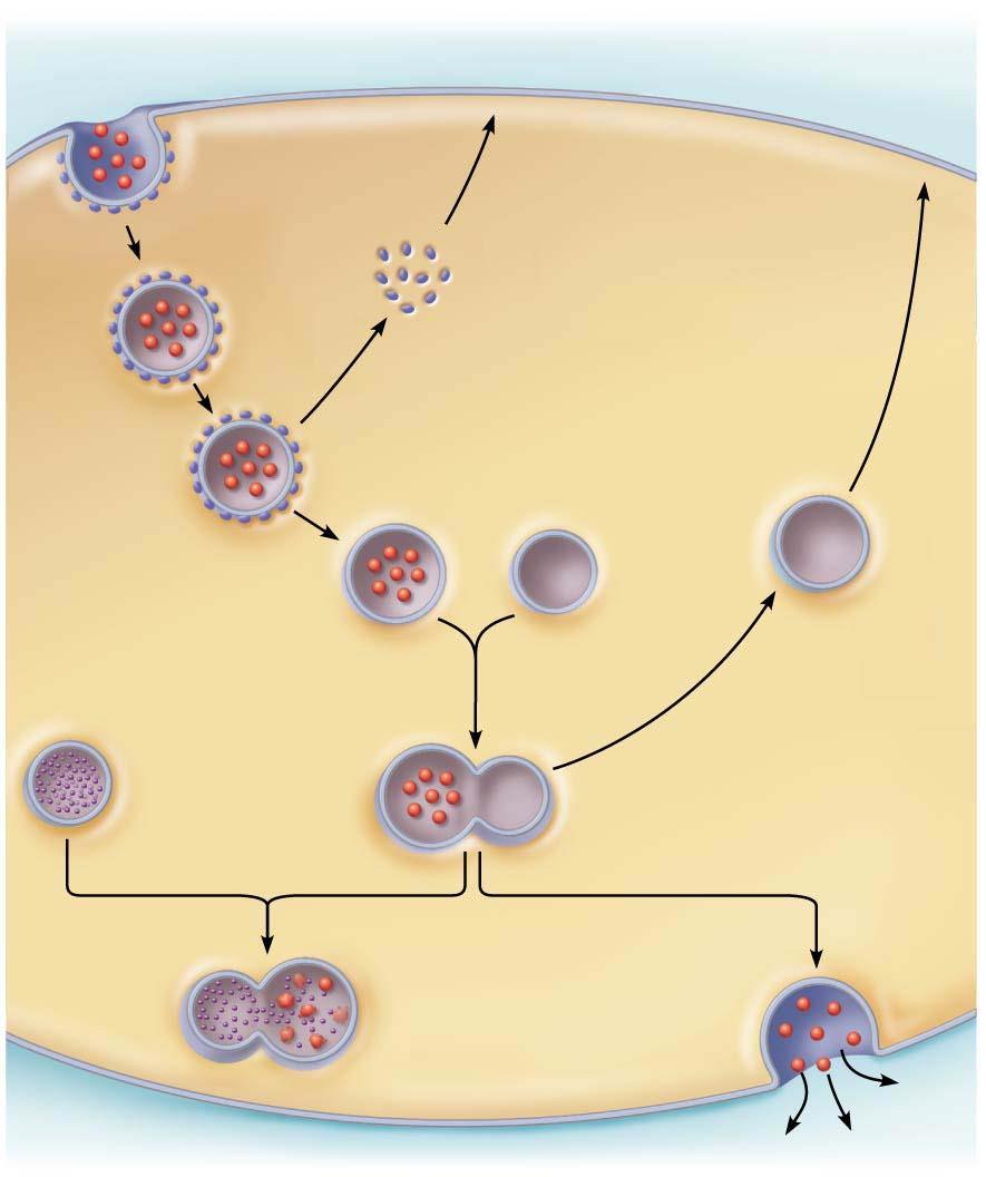 Figure 3.11 Events of endocytosis mediated by protein-coated pits. 1 Coated pit ingests substance. Protein coat (typically clathrin) 2 Protein-coated vesicle detaches.