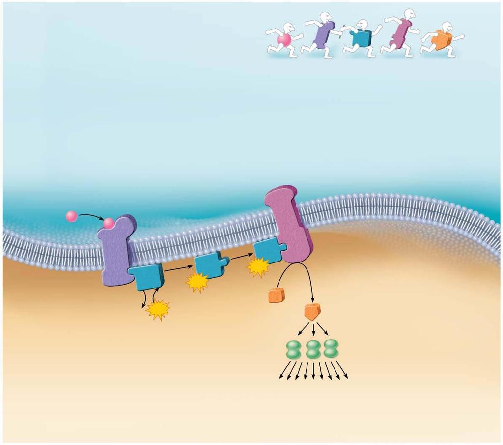 Focus Figure 3.2 G proteins act as middlemen or relays between extracellular first messengers and intracellular second messengers that cause responses within the cell.