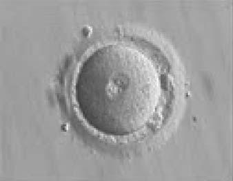 The zygote i23 performed at 17 + 1 h post-insemination which may establish uniformity in the future and eliminate the variability in PN scoring regimens that have confounded comparative analyses.