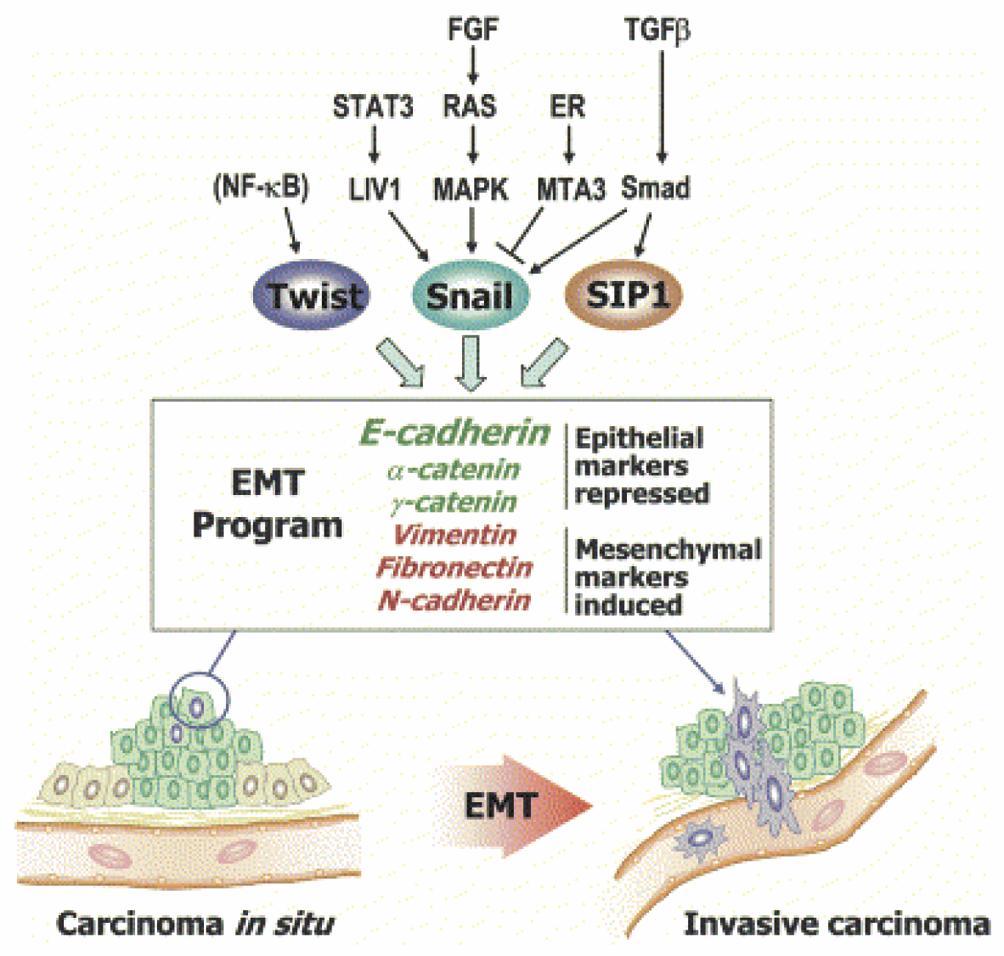 EMT Signaling EMT signaling pathways frequently act on a group of transcriptional repressors (Snail, Slug, Sip1, Twist and others)