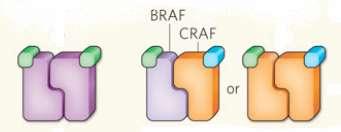 BRAF inhibitors only inhibit in the context of B-RAF mutation NRAS BRAF CRAF