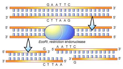 EcoRI example Many restriction enzymes leave sticky ends when they