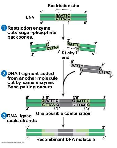 Recombinant DNA If the same restriction enzyme is used on different DNA pieces, all cuts will make the same