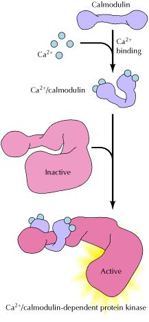 Function of calmodulin Calmodulin is a dumbbell-shaped protein with four Ca 2+ -binding sites.
