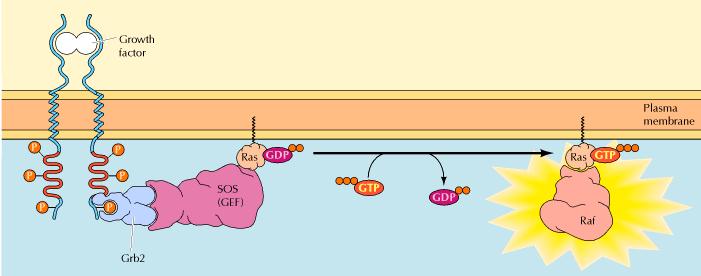 regulation 37 Ras activation downstream of receptor protein-tyrosine kinases A complex of Grb2 and the guanine nucleotide exchange factor Sos binds to a