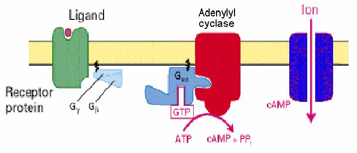 adenylyl cyclase and