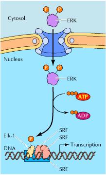 ERK then phosphorylates a variety of nuclear regulation and cytoplasmic target proteins.