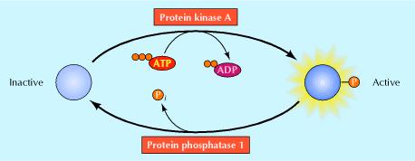 Covalent modulation Referring mostly to protein phosphorylation, in which phosphate groups are added to a protein leading to changes in protein conformation and activity, Ideal for