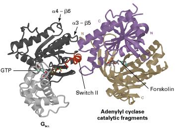 Activation of adenylyl cyclase by G s regulation 17 1) camp Hormone or transmitter