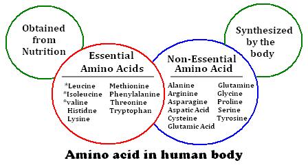 Protein What are they made of: Constructed from 20 different amino acids Your body can make 11 of the 20 amino
