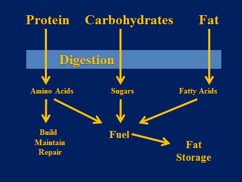 Fats - A Necessary Nutrient In general, macronutrients that are not used following ingestion are converted and stored as fat 39 Fats - A