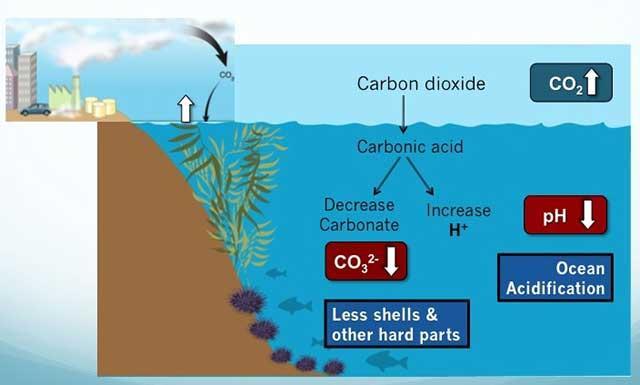 The decrease in the ph of earth s oceans