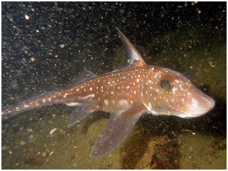Introduction Morphological Characteristic of Ratfish It is a chimaera found in the