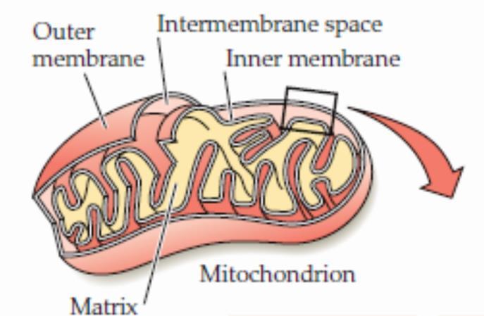 innervated by the sympathetic nervous system Sympathetic