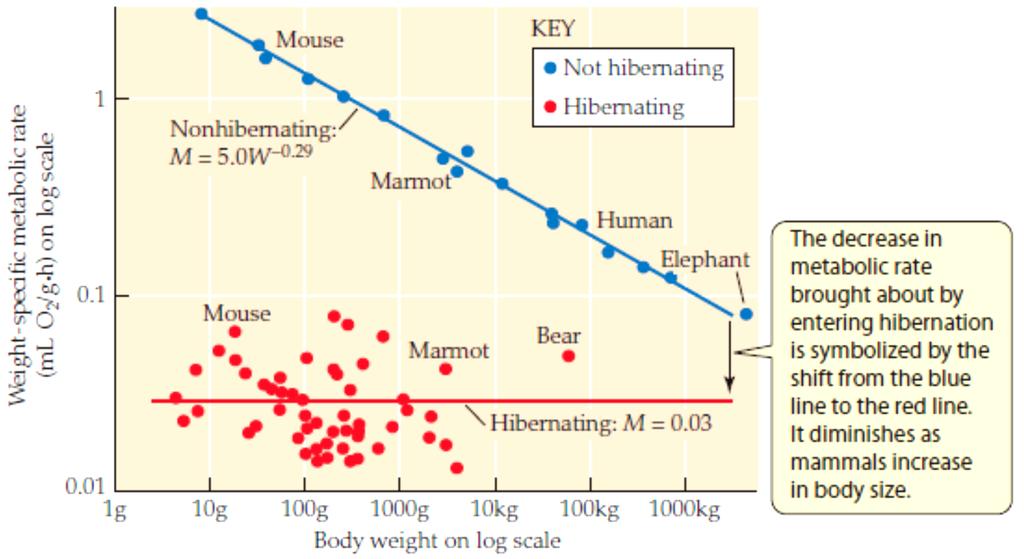 Hibernation The great majority of hibernators have adult body sizes of 5