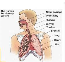 the respiratory system Allows us to breath in oxygen which is used by cells throughout the body to create energy By product