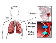 Gaseous exchange in the lungs Lungs are made up