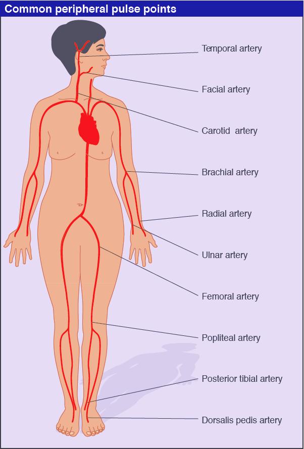 A pulse can be felt in arteries that lie near the surface By pressing the artery against firm tissue, such as bone, you can