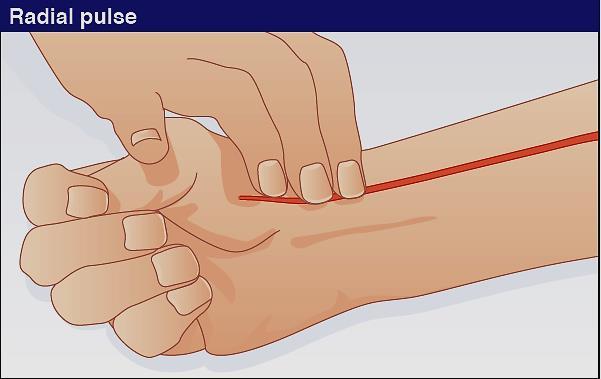 The radial pulse can be felt at the wrist just below the thumb, so palpate it with 2 or 3 fingers as shown.