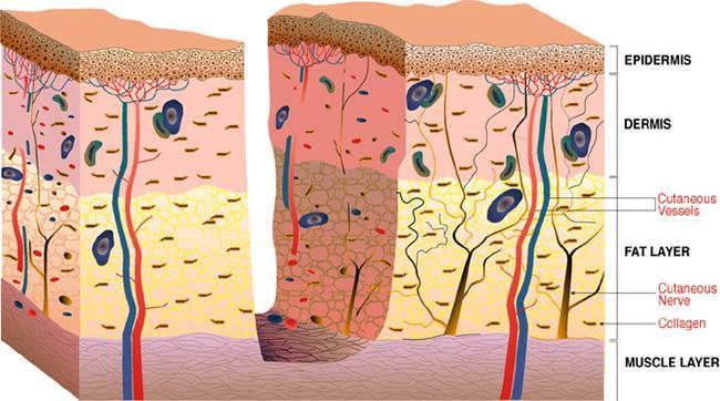 Skin anatomy and physiology 4 Epidermis The outer layer of skin sheds every 21 days Dermis The middle layer of skin contains nerve endings, blood vessels, oil glands, sweat glands collagen and