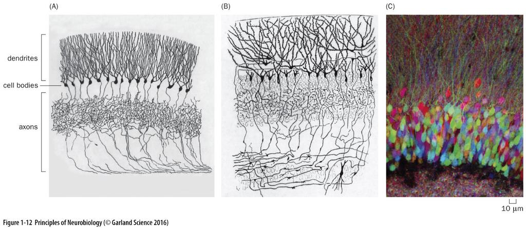 Regions of the mammalian brain are organised into layers Camillo Golgi Ramon Y Cajal Brainbow