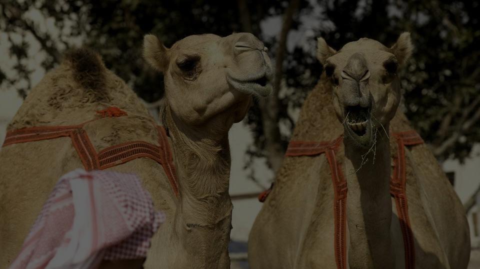 12 CAMELS DISQUALIFIED FROM
