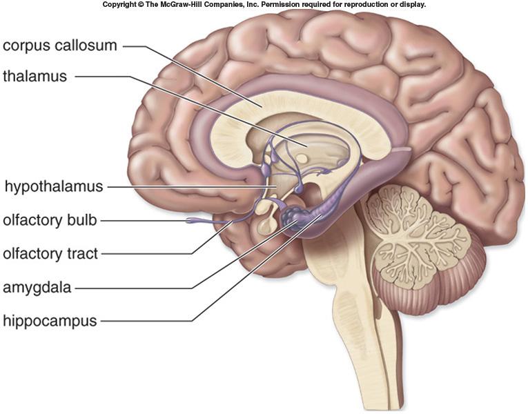 The limbic system Joins primitive emotions (i.e. fear, pleasure) with higher functions such as reasoning Can cause strong emotional reactions to situations Human behavior is the result of Limbic