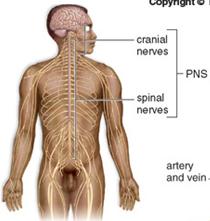 The peripheral nervous system (PNS) Includes