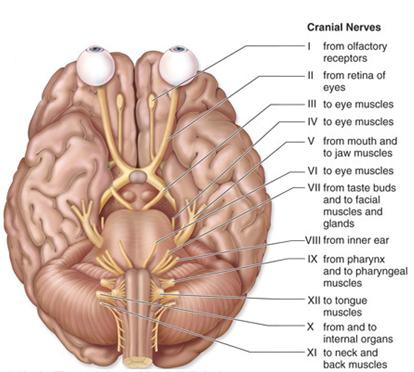 Cranial nerves conduct impulses to and from