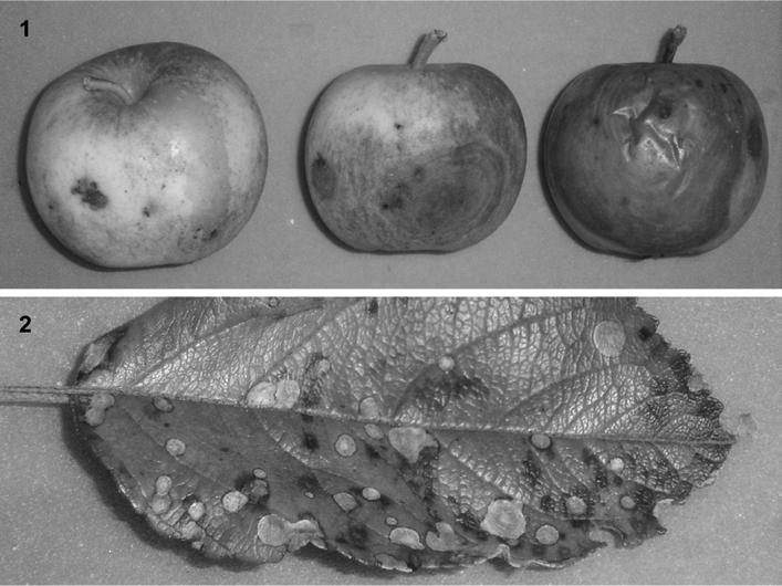 178 1 2 Figures 1-2. Obvious symptoms of D. seriata on Gerlinde. Fig. 1: Successive stages of fruit rot from left to right. Fig. 2: Leaf infections of the frog-eye type in which a pale brown necrotic centre is surrounded by a reddish-purple halo.