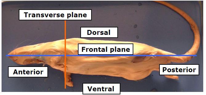 Terms to know for dissection: Dorsal - the back or upper surface Ventral - the belly or lower surface Lateral - the side Anterior - the front or head end Posterior - the hind or tail end Medial -