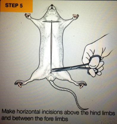 Checkpoint: Using Figure 1 as your guide; identify your rat as being male or female.