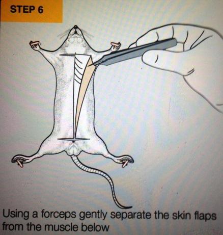 Pinch the skin upwards by the neck, take your scissors and cut a midventral incision down to