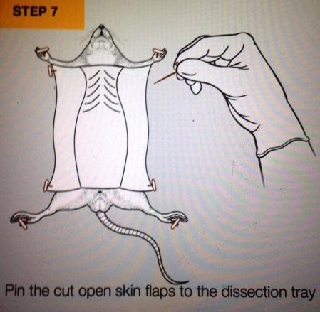 Now use the scissors to make horizontal incisions above the hind (back) limbs and between the