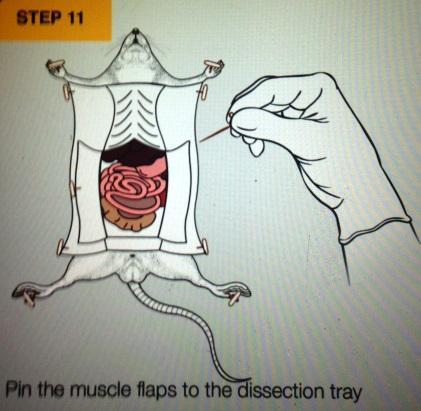 11. Using the T pins, pin the muscle flaps to the dissection pad. 12.