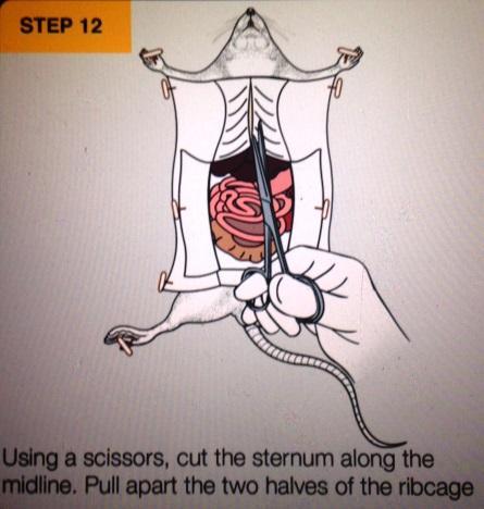 13. Now the rat s internal organs can be easily viewed.