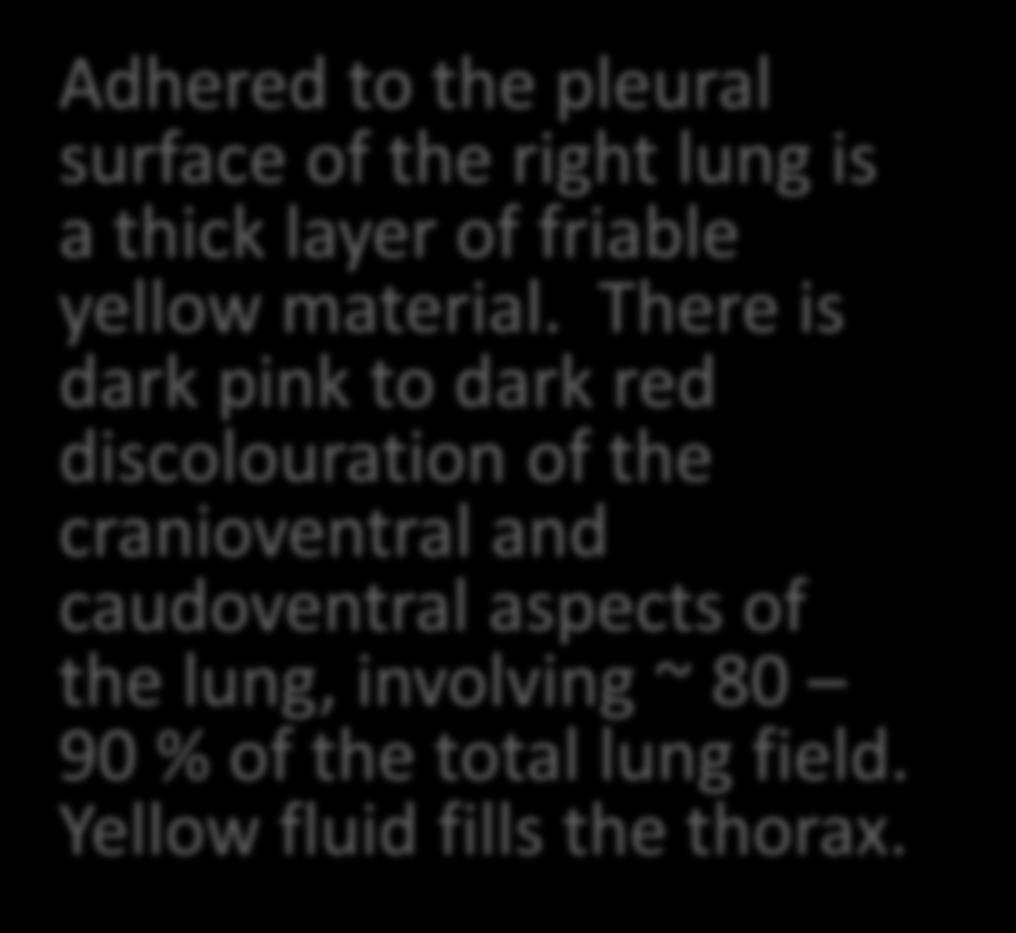 Gross Pathology Descriptions Adhered to the pleural surface of the right lung is a thick layer of friable yellow material.