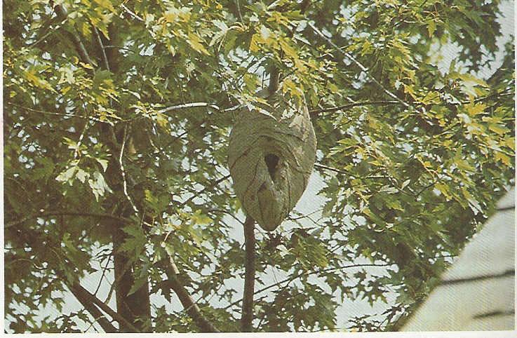 Dolichovespula arenaria nest (aerial yellowjacket or yellow hornet) Guralnick MW, Benton AW: