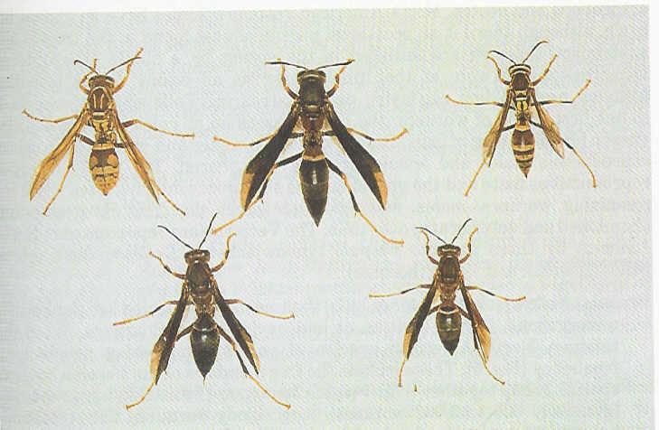 Five North American paper wasps - top row from left to right: Polistes apachus, P. annularis, P. exclamans. Bottom row from left to right: P.