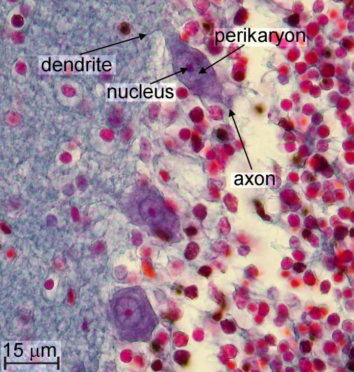 208 Fig. 1: Histology of the cerebellum of rabbit treated orally with aqueous extract of A. indica only.