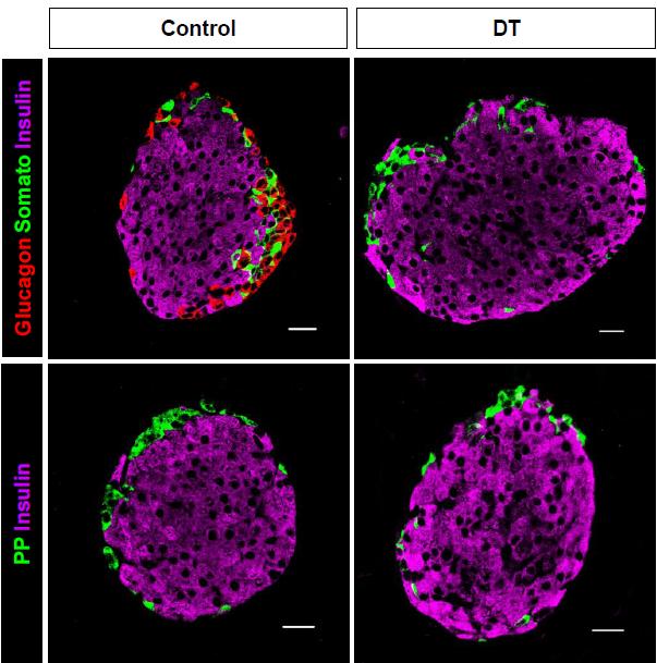 Supplementary Figure 1. DT-mediated cell ablation is specific to pancreatic α-cells in Glucagon- DTR mice.