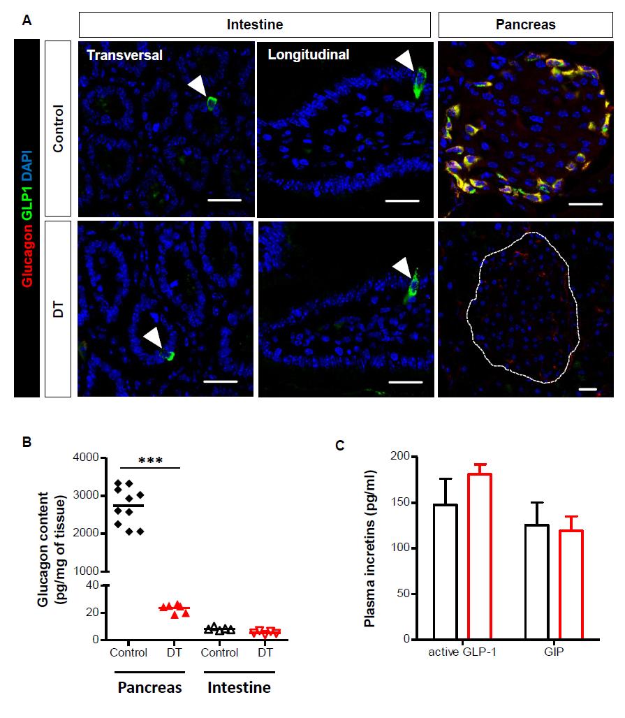 Supplementary Figure 2. Glucagon protein is not produced by intestinal cells after α-cell ablation in Glucagon-DTR mice.