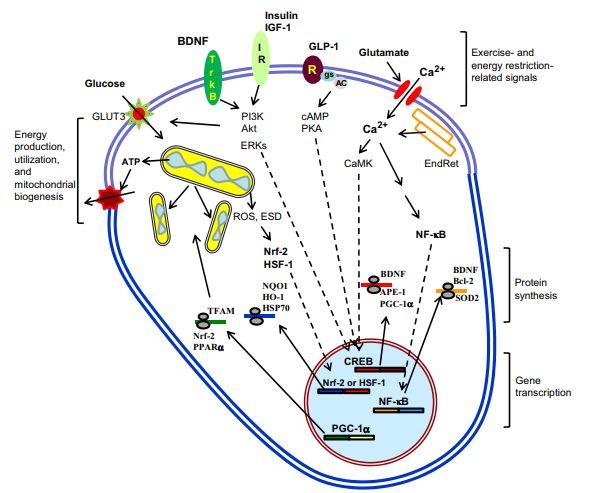 Glutamate Activation Glutamate NMDAr Ca influx CAMK & MAPK CREB BDNF CAMK2 & MAPK used for synapse strengthening & cellular stress resistance Exercise & ER Activation