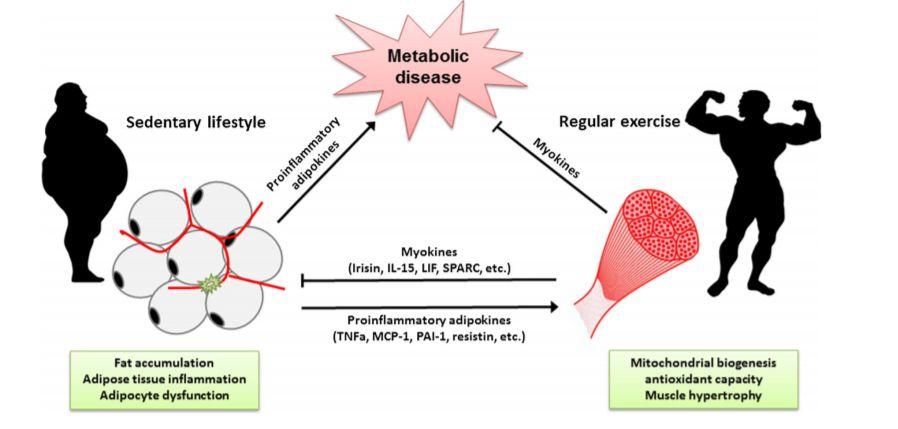 Myokines - An Overview Specific type of cytokine that is secreted by skeletal muscles cytokines are broadly involved in cell signaling; leptin and ghrelin are considered cytokines Myokines are