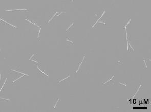 nanowires (20 µm length,